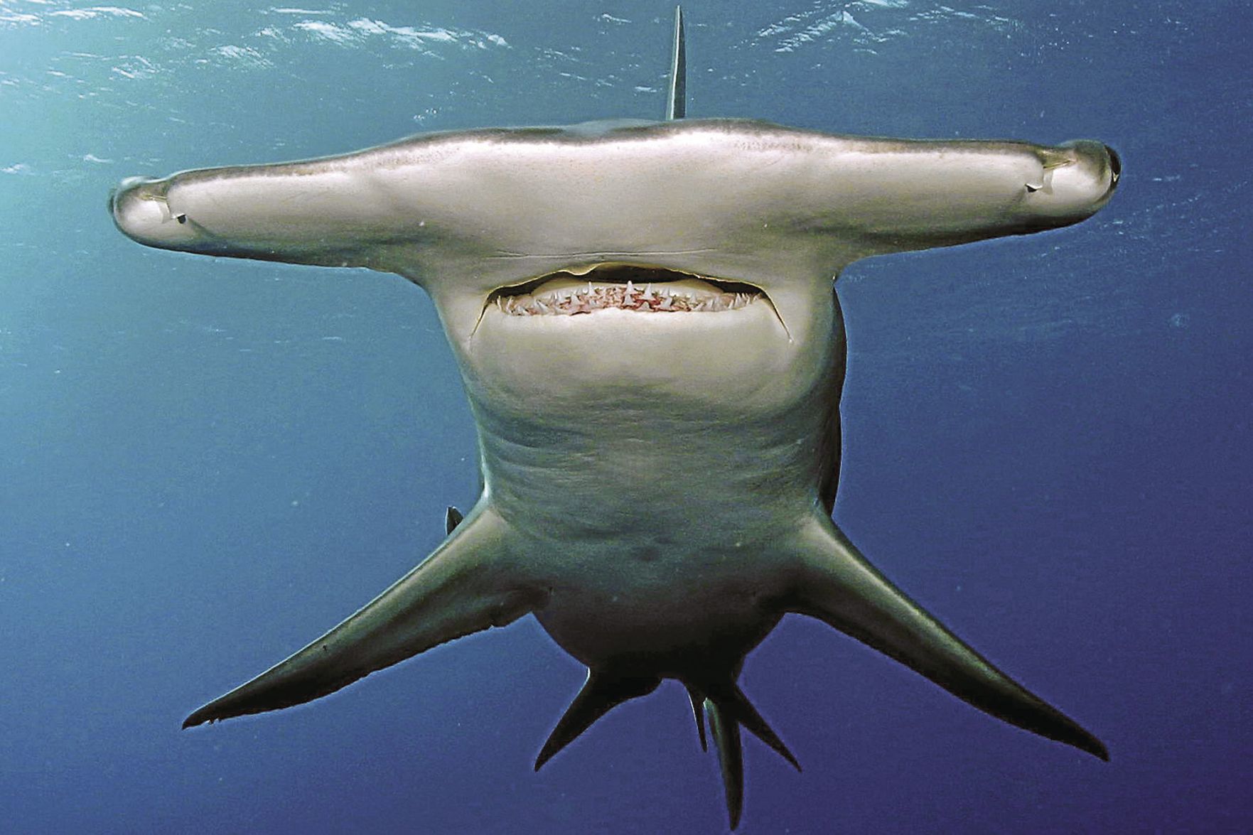 WORLD-NEWS-ENDANGERED-ANIMALS-4-GET